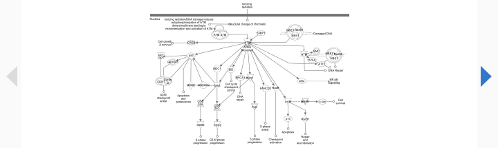 Havcr1 (Mammalian) Canonical Pathway